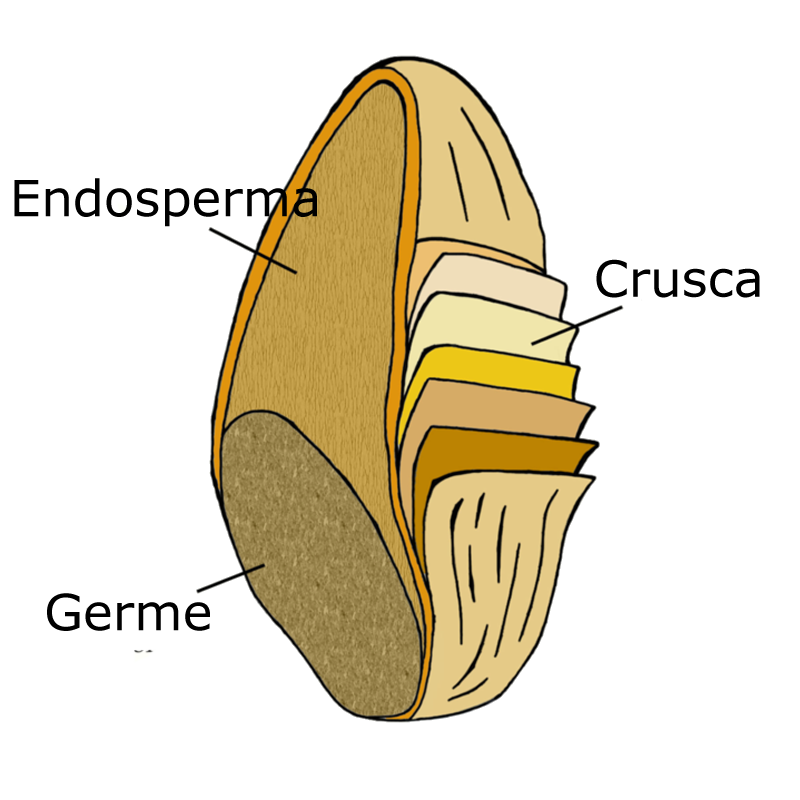 composizione di un chicco di grano