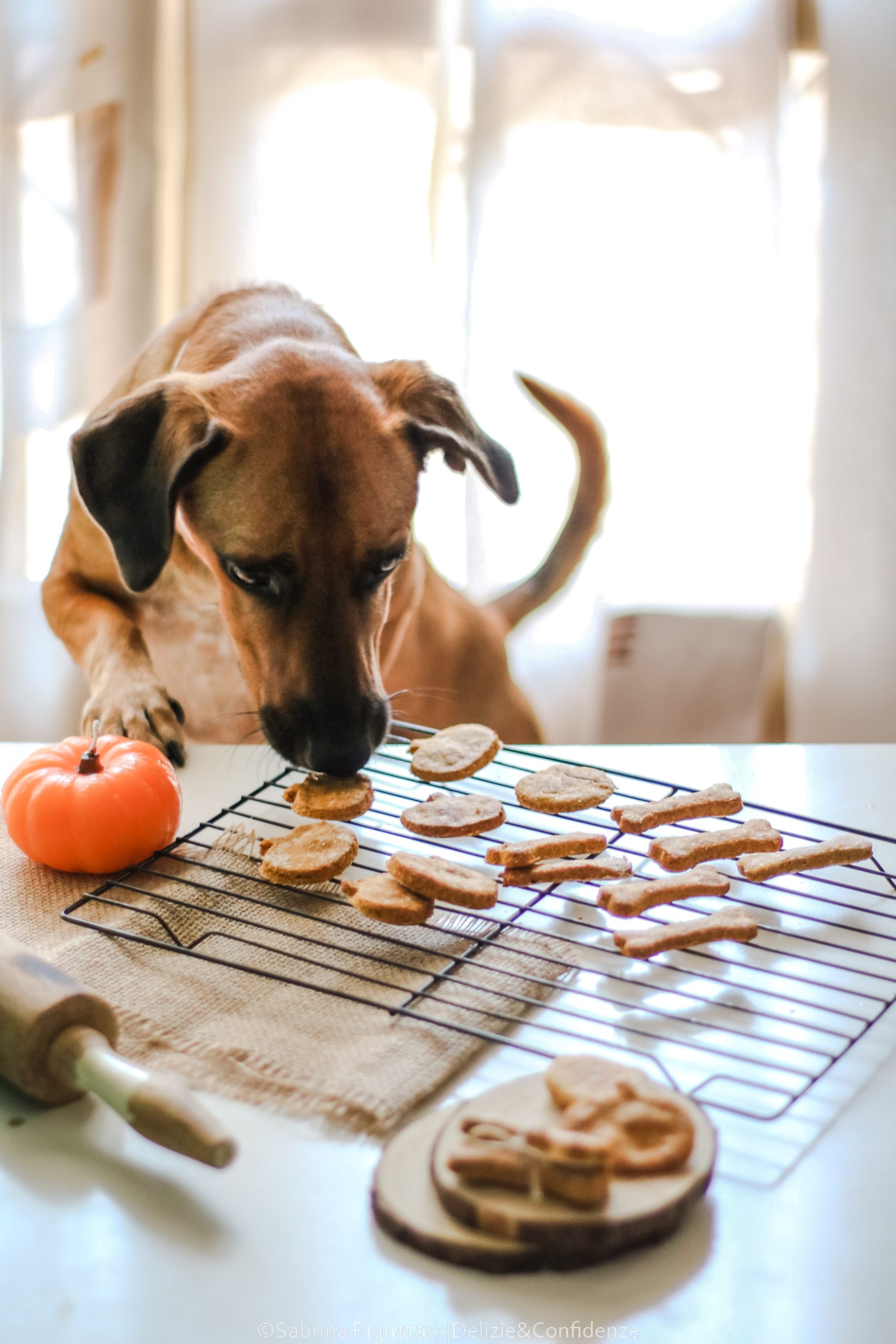 ZUCCHERINI COLORATI FATTI IN CASA - RICETTE DA CANI