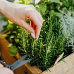 erbe aromatiche