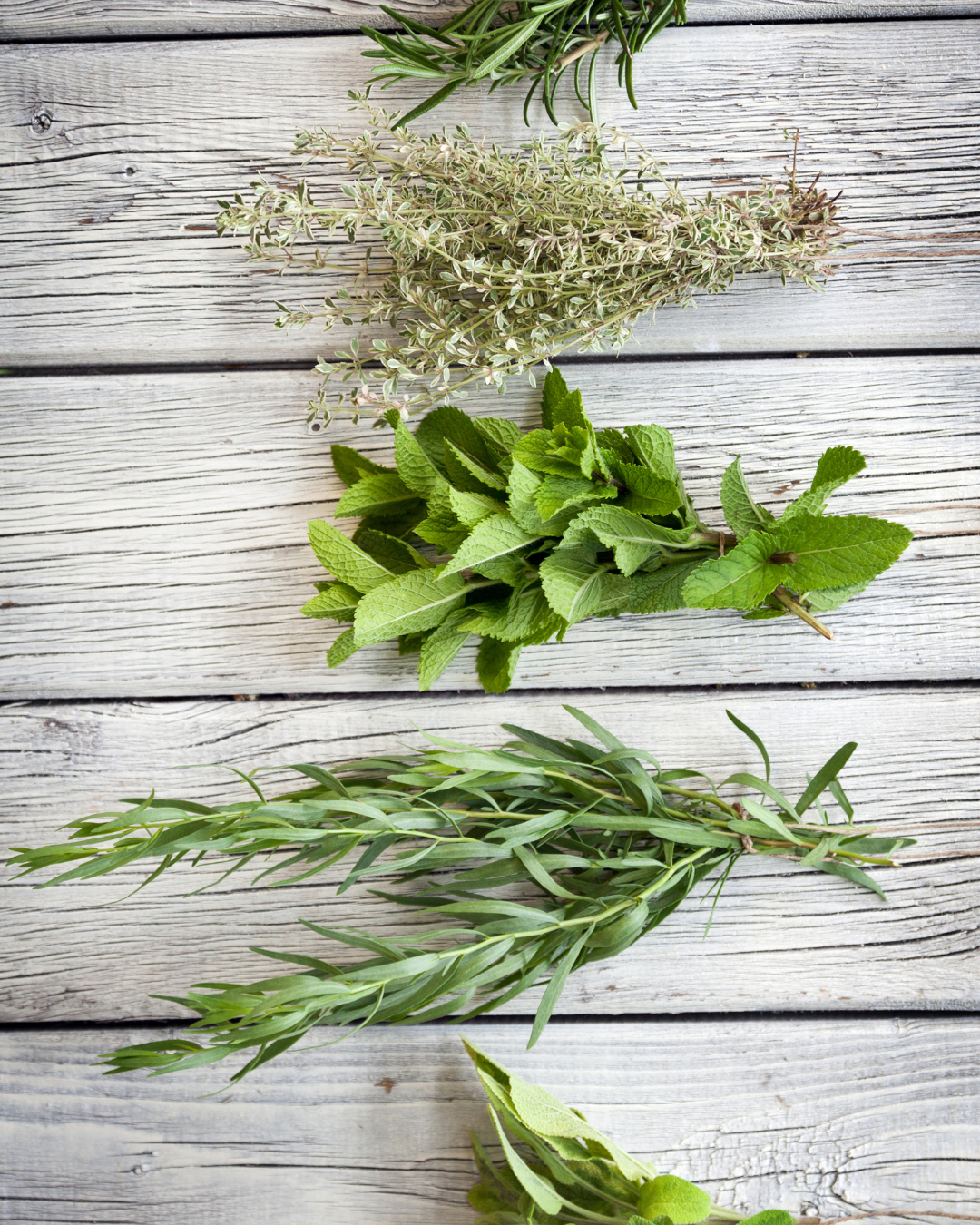 erbe aromatiche
