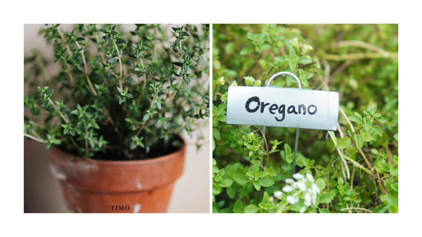 Timo e Origano