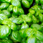 basilico